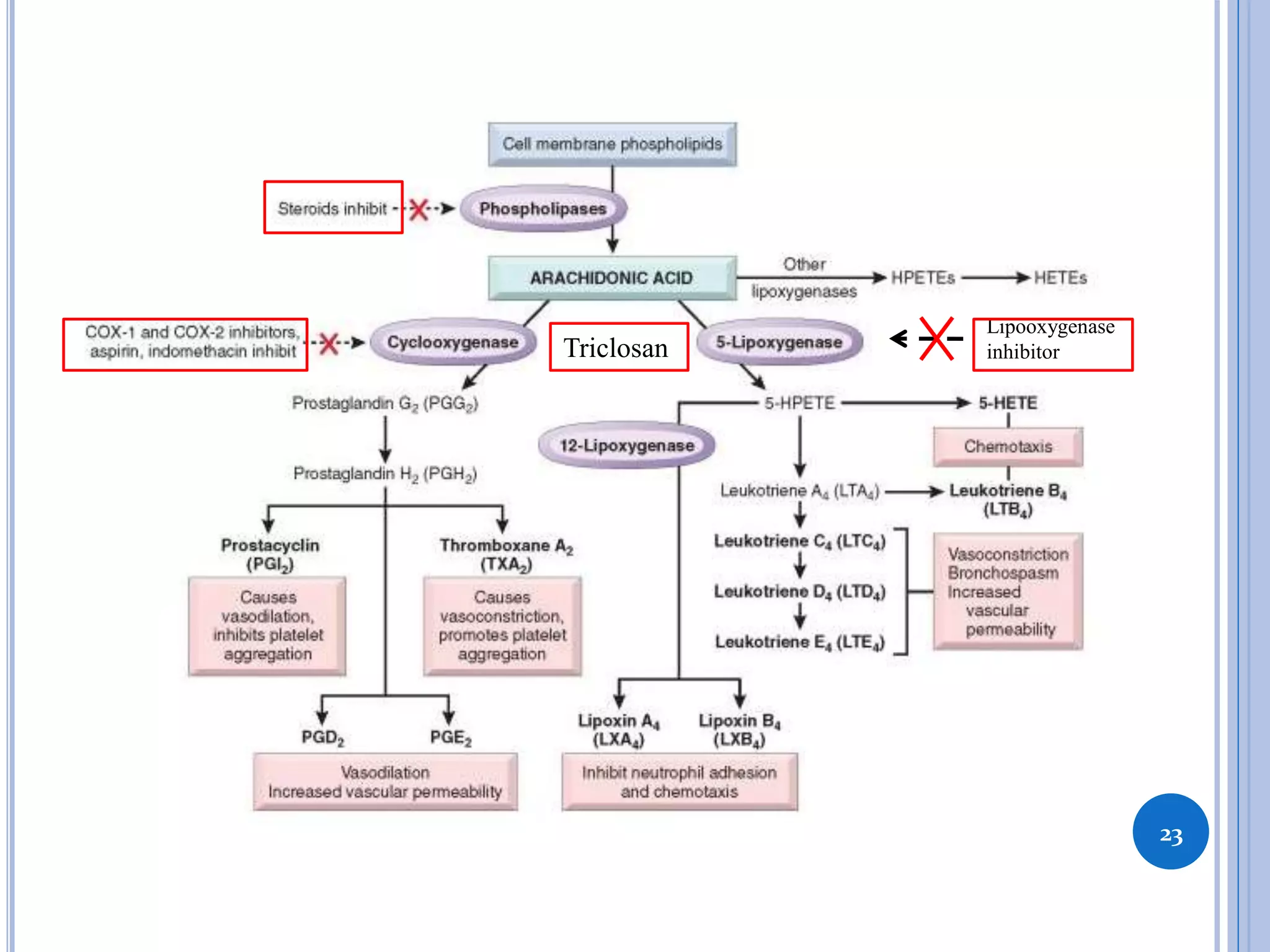 `
23
Lipooxygenase
inhibitorTriclosan
 