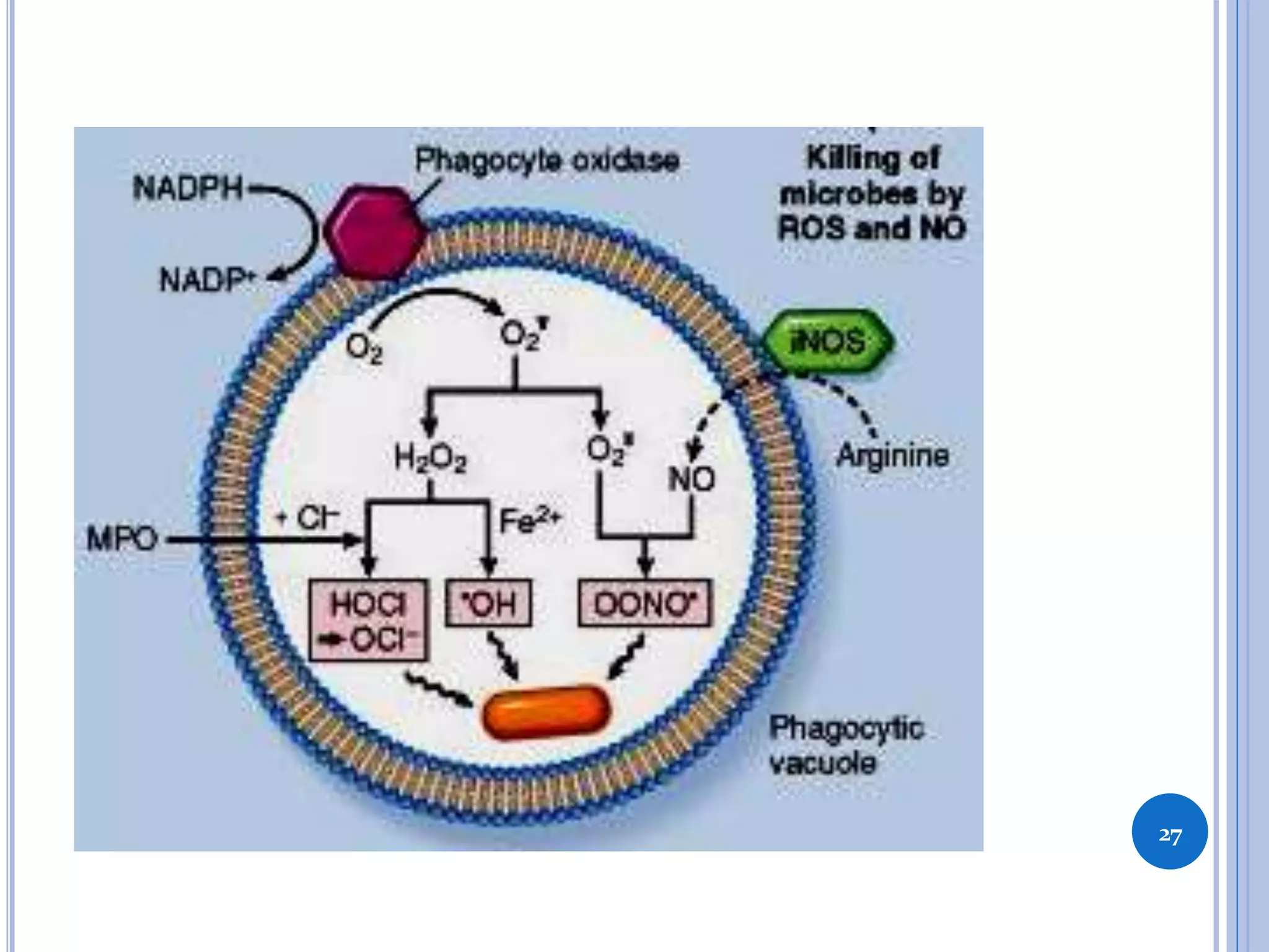 ACTIVATED OXYGEN SPECIES
 Leukocytes
 NADPH oxidase system
 Chemokines, cytokines, endothelial adhesion
molecules
 Responses in inflammation:
 Endothelial cell damage
 Injury to other cell types
 Inactivation of antiproteases
27
 
