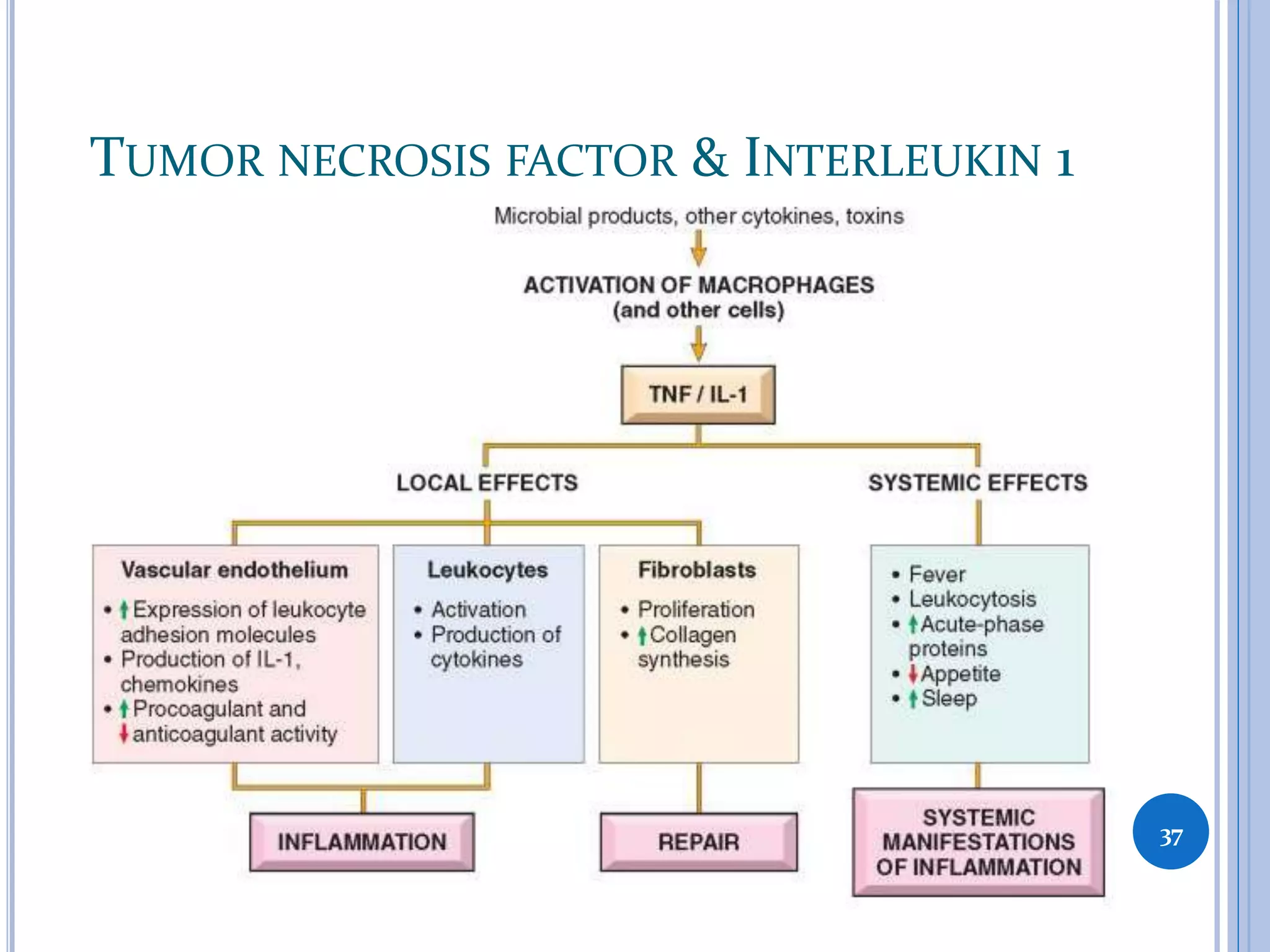 TUMOR NECROSIS FACTOR & INTERLEUKIN 1
37
 