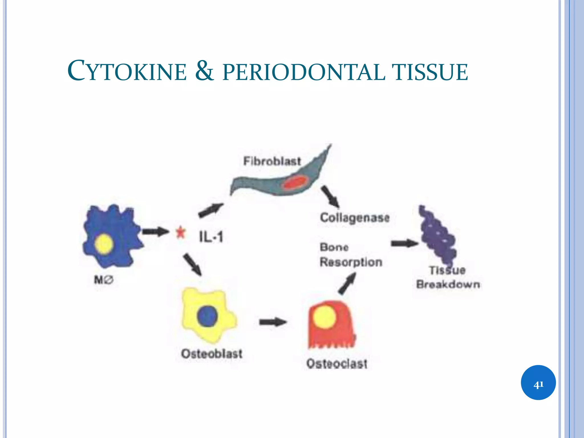 CYTOKINE & PERIODONTAL TISSUE
41
 