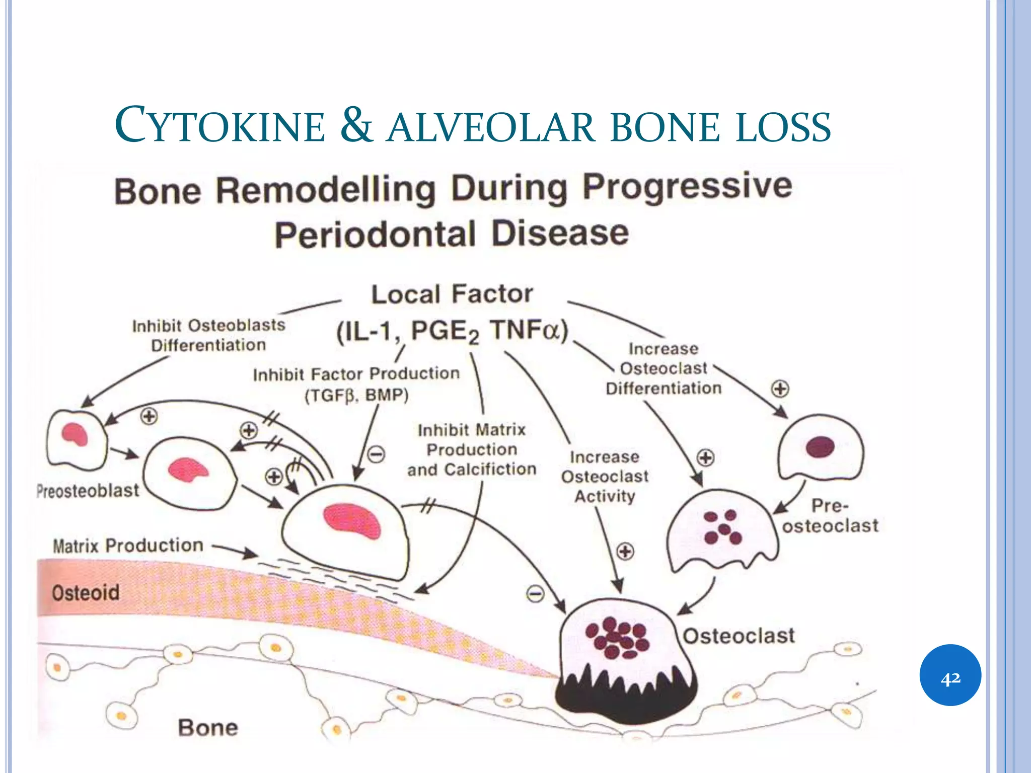 CYTOKINE & ALVEOLAR BONE LOSS
42
 