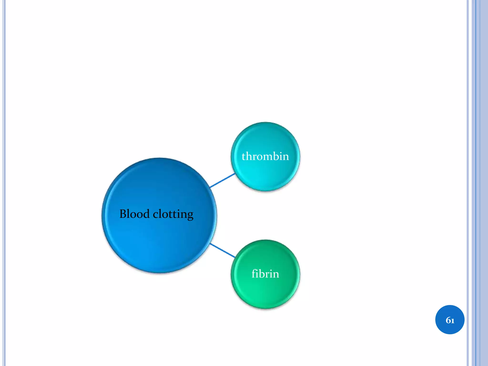 thrombin
fibrin
61
Blood clotting
 
