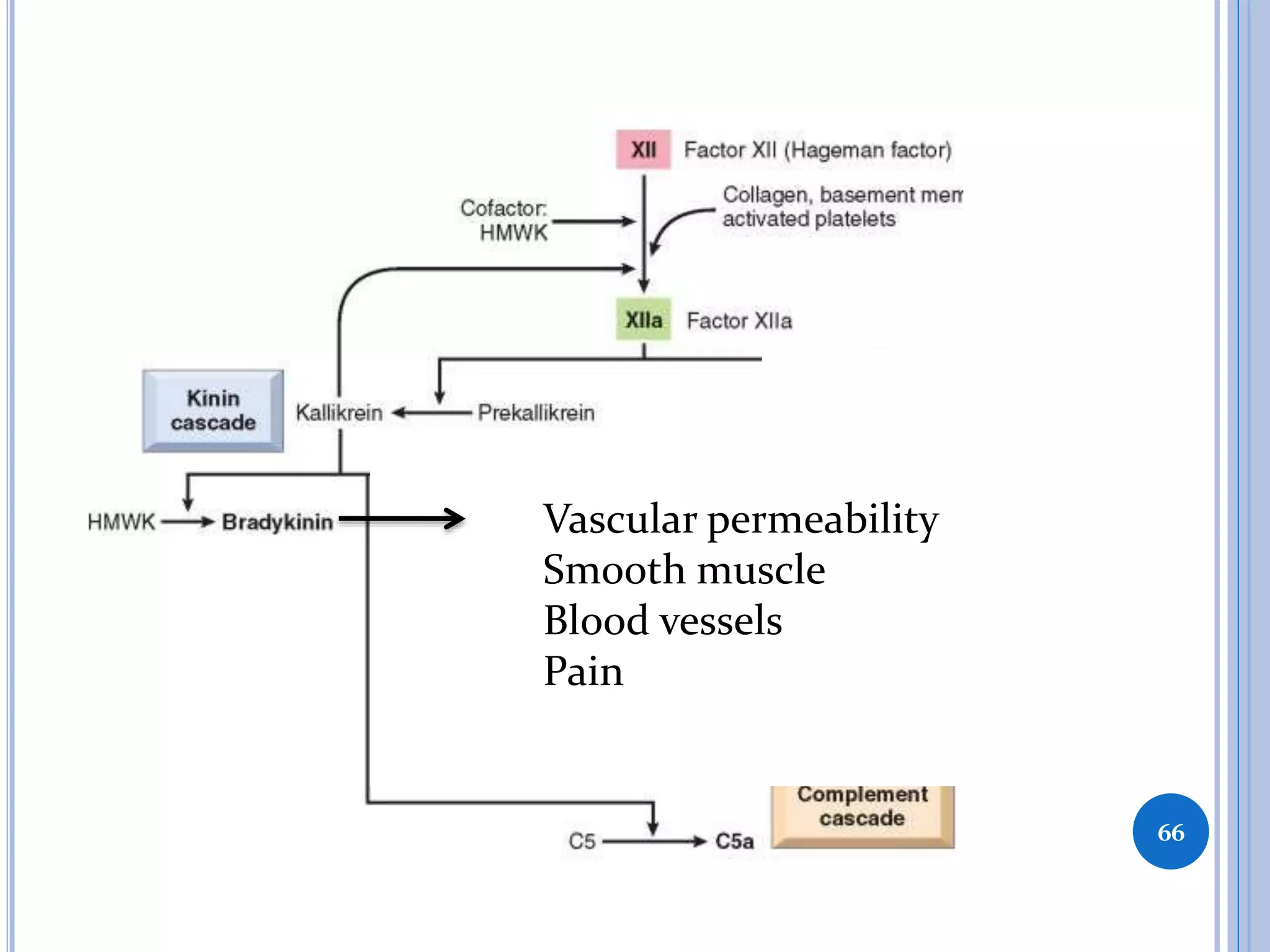 66
Vascular permeability
Sm0oth muscle
Blood vessels
Pain
 