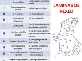 Rexed Laminae Function La MEdula Espinal y su anatomía y fisiología pdf | PDF