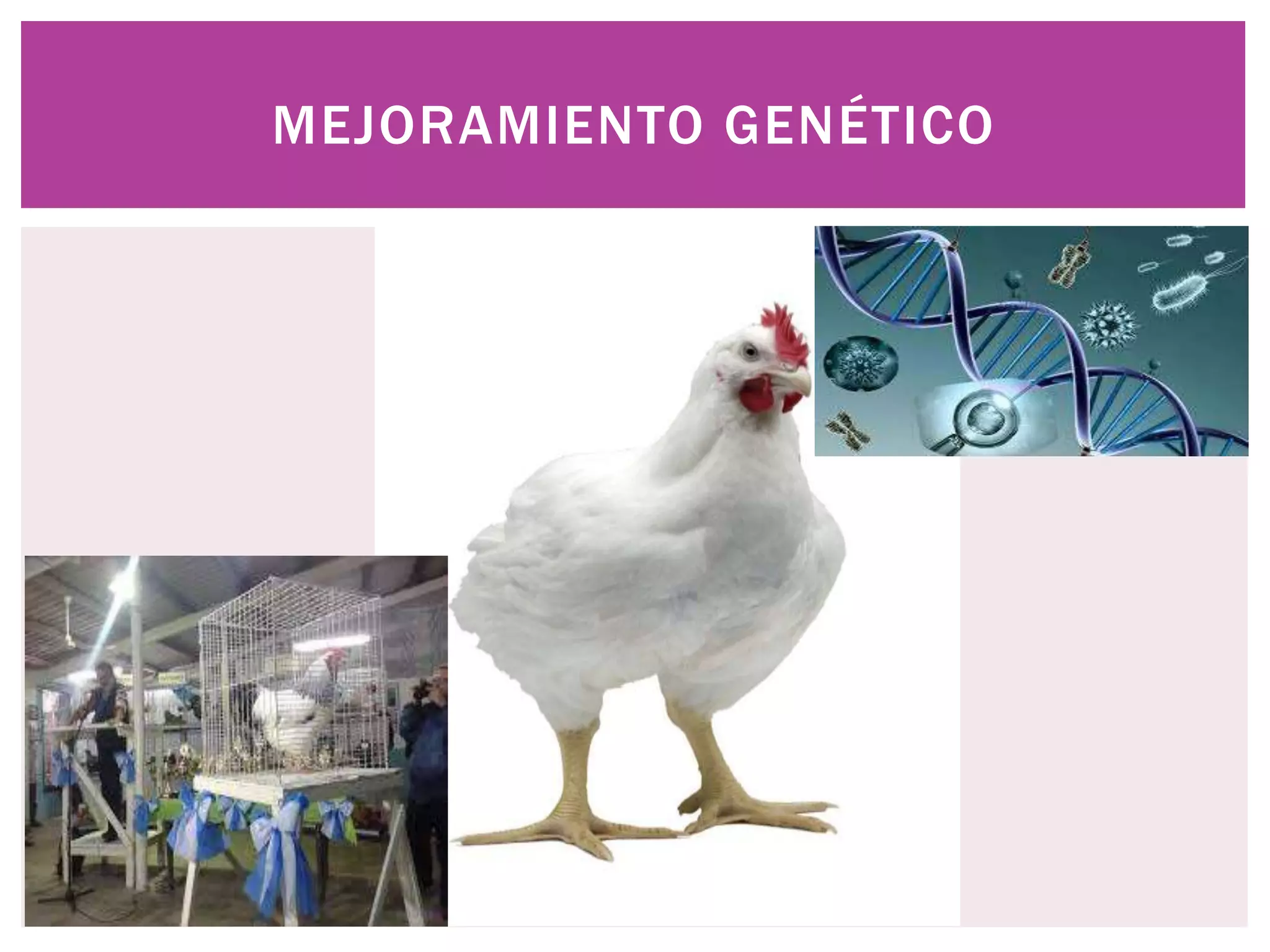 Mejoramiento genético en aves | PPTX
