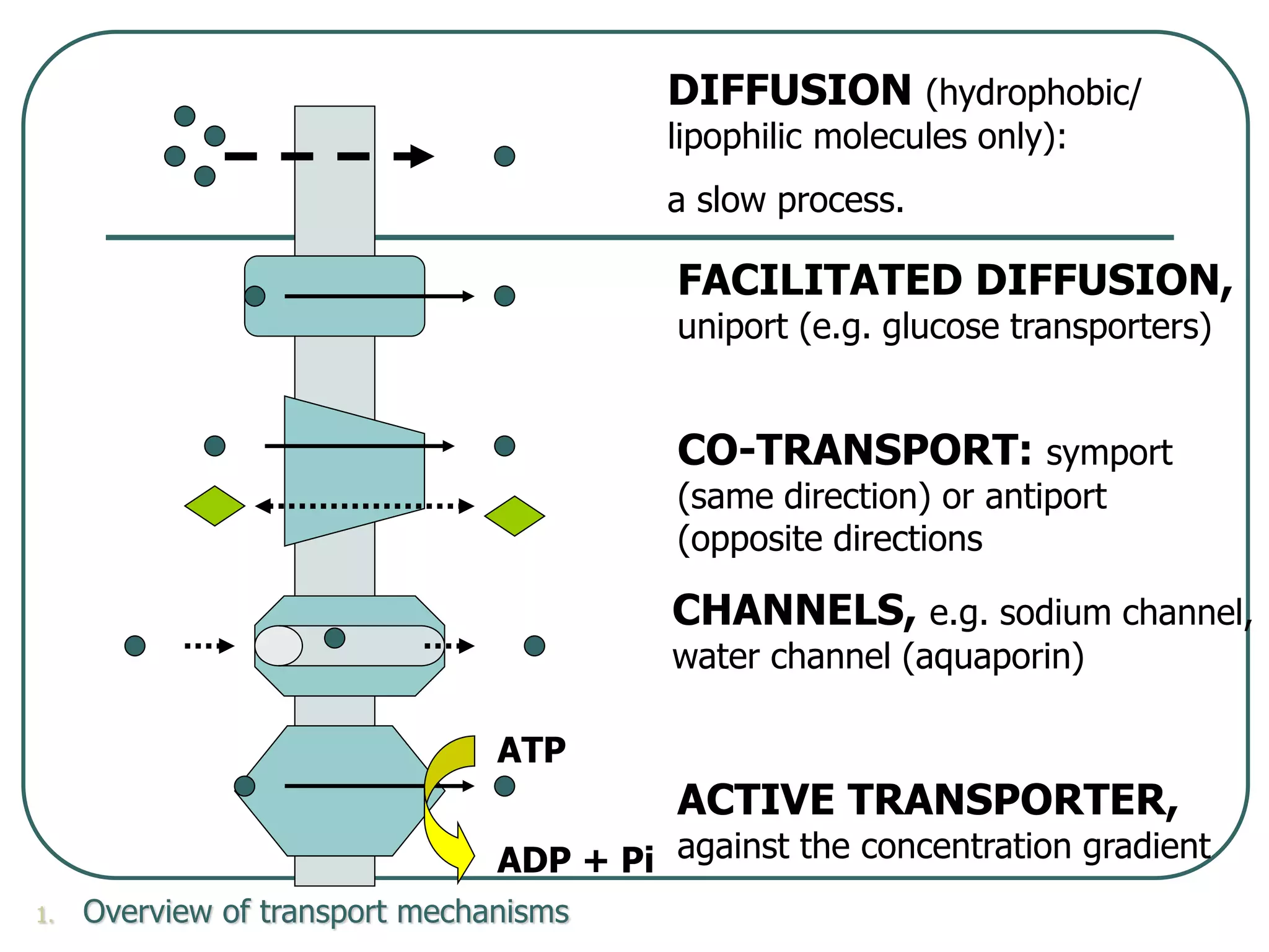 Membrane structure and transport for medical school | PPTX