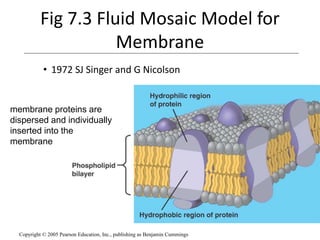Membrane Modelling Group Membrane structure and transport for medical school | PPTX