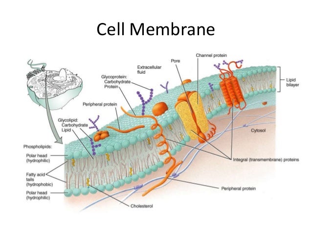 membrane diagram membrane structure and transport for school membrane diagram membrane structure and transport for school