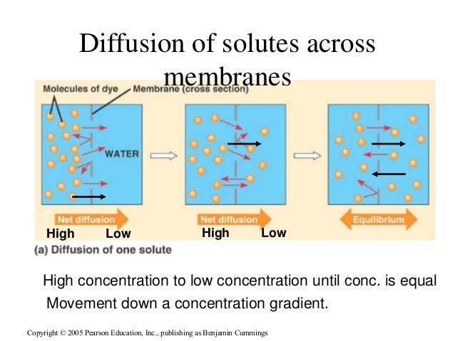 Membrane structure and transport for medical school