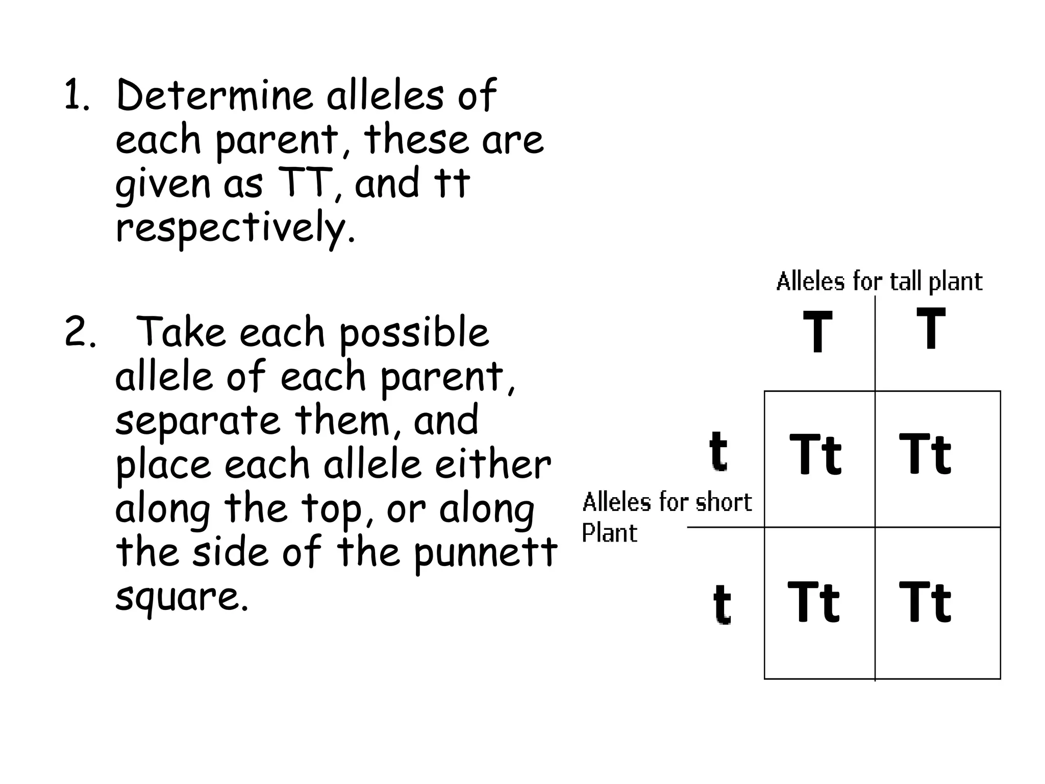 1. Determine alleles of
each parent, these are
given as TT, and tt
respectively.
2. Take each possible
allele of each parent,
separate them, and
place each allele either
along the top, or along
the side of the punnett
square.
Tt Tt
Tt Tt
 