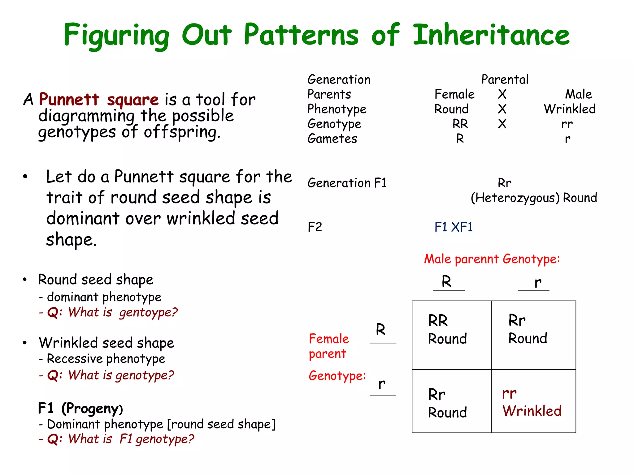 Figuring Out Patterns of Inheritance
A Punnett square is a tool for
diagramming the possible
genotypes of offspring.
• Let do a Punnett square for the
trait of round seed shape is
dominant over wrinkled seed
shape.
• Round seed shape
- dominant phenotype
- Q: What is gentoype?
• Wrinkled seed shape
- Recessive phenotype
- Q: What is genotype?
F1 (Progeny)
- Dominant phenotype [round seed shape]
- Q: What is F1 genotype?
Male parennt Genotype:
Female
parent
Genotype:
Generation Parental
Parents Female X Male
Phenotype Round X Wrinkled
Genotype RR X rr
Gametes R r
Generation F1 Rr
(Heterozygous) Round
F2 F1 XF1
R
R r
r
RR
Round
Rr
Round
Rr
Round
rr
Wrinkled
 