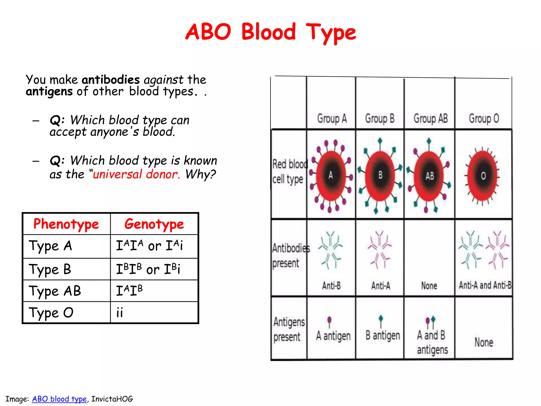 ABO Blood Type
You make antibodies against the
antigens of other blood types. .
– Q: Which blood type can
accept anyone's blood.
– Q: Which blood type is known
as the “universal donor. Why?
Image: ABO blood type, InvictaHOG
Phenotype Genotype
Type A IAIA or IAi
Type B IBIB or IBi
Type AB IAIB
Type O ii
 