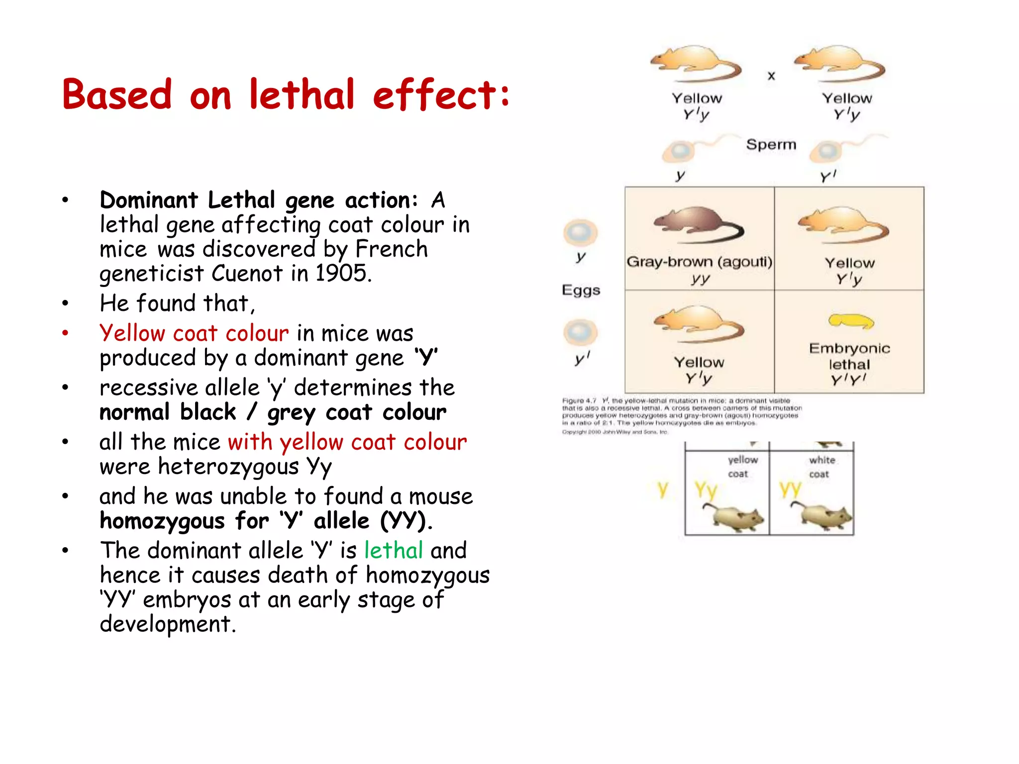 Based on lethal effect:
• Dominant Lethal gene action: A
lethal gene affecting coat colour in
mice was discovered by French
geneticist Cuenot in 1905.
• He found that,
• Yellow coat colour in mice was
produced by a dominant gene ‘Y’
• recessive allele ‘y’ determines the
normal black / grey coat colour
• all the mice with yellow coat colour
were heterozygous Yy
• and he was unable to found a mouse
homozygous for ‘Y’ allele (YY).
• The dominant allele ‘Y’ is lethal and
hence it causes death of homozygous
‘YY’ embryos at an early stage of
development.
 