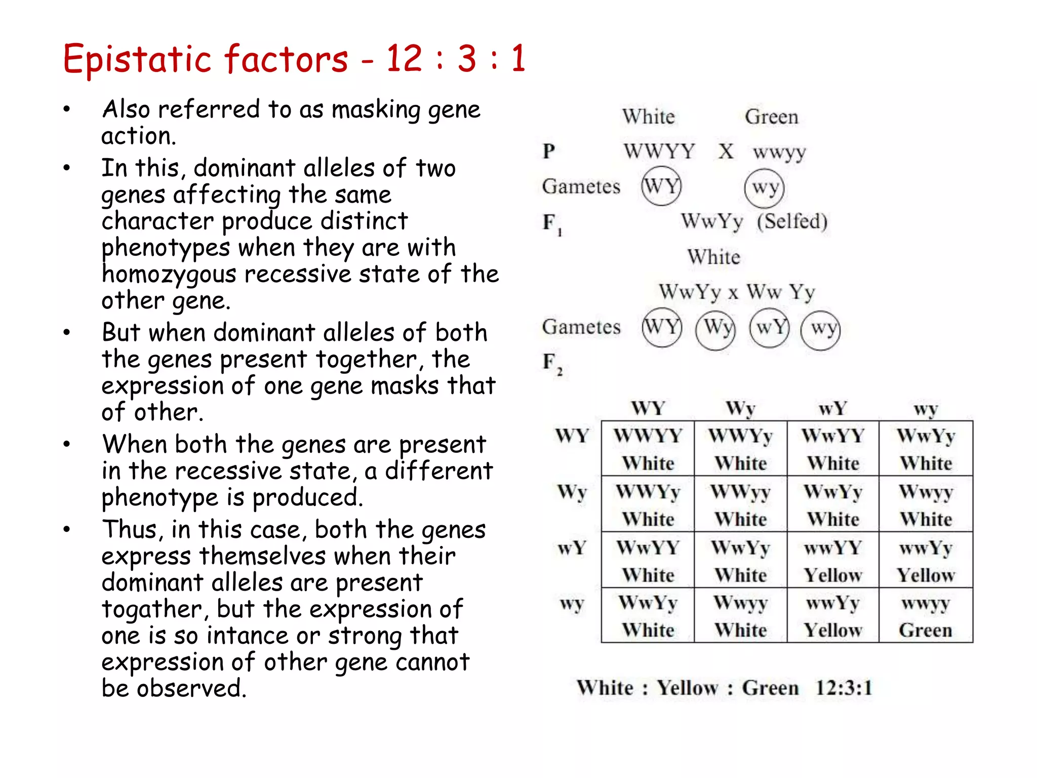 Epistatic factors - 12 : 3 : 1
• Also referred to as masking gene
action.
• In this, dominant alleles of two
genes affecting the same
character produce distinct
phenotypes when they are with
homozygous recessive state of the
other gene.
• But when dominant alleles of both
the genes present together, the
expression of one gene masks that
of other.
• When both the genes are present
in the recessive state, a different
phenotype is produced.
• Thus, in this case, both the genes
express themselves when their
dominant alleles are present
togather, but the expression of
one is so intance or strong that
expression of other gene cannot
be observed.
 