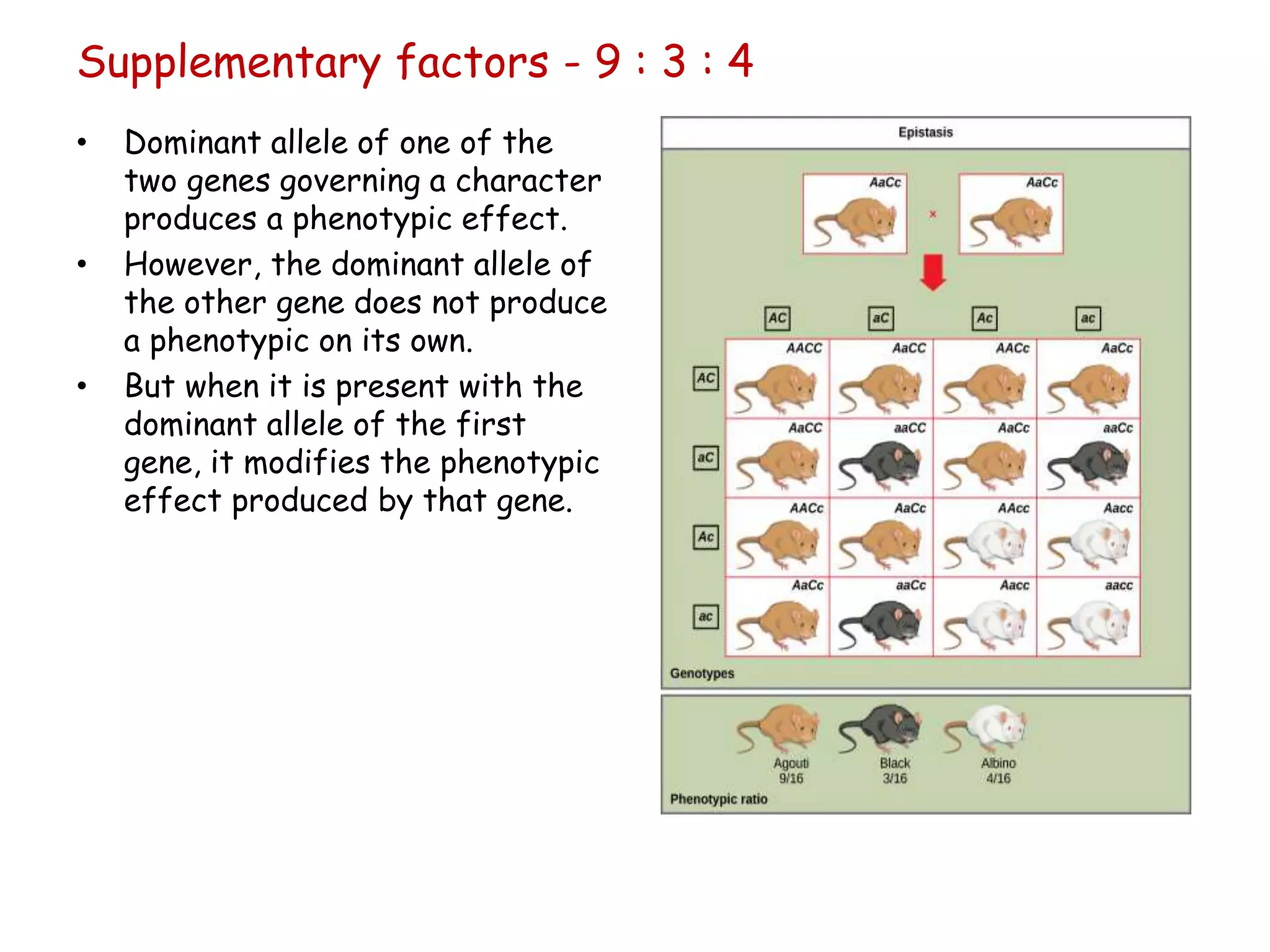 Supplementary factors - 9 : 3 : 4
• Dominant allele of one of the
two genes governing a character
produces a phenotypic effect.
• However, the dominant allele of
the other gene does not produce
a phenotypic on its own.
• But when it is present with the
dominant allele of the first
gene, it modifies the phenotypic
effect produced by that gene.
 