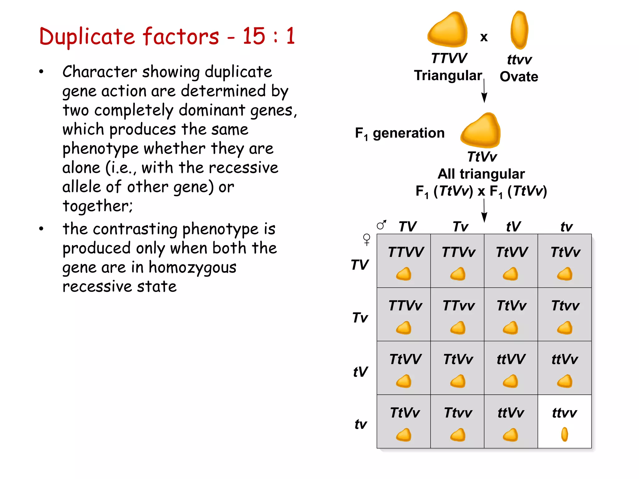 Duplicate factors - 15 : 1
• Character showing duplicate
gene action are determined by
two completely dominant genes,
which produces the same
phenotype whether they are
alone (i.e., with the recessive
allele of other gene) or
together;
• the contrasting phenotype is
produced only when both the
gene are in homozygous
recessive state
TV
TV
Tv
Tv
tV
tV
tv
tv
TTVV TTVv TtVV TtVv
TTVv TTvv TtVv Ttvv
TtVV TtVv ttVV ttVv
TtVv Ttvv ttVv ttvv
TTVV
Triangular
ttvv
Ovate
TtVv
All triangular
F1 (TtVv) x F1 (TtVv)
x
F1 generation
 
