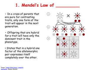 Mendellian Inheritance and Gene Action | PPTX
