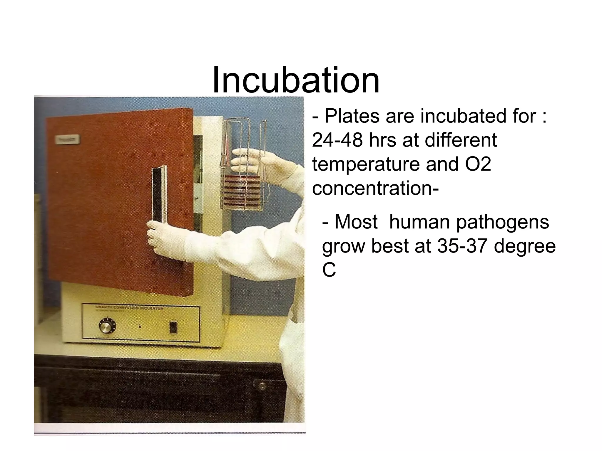 Incubation  - Plates are incubated for : 24-48 hrs at different  temperature and O2 concentration- - Most  human pathogens grow best at 35-37 degree C 