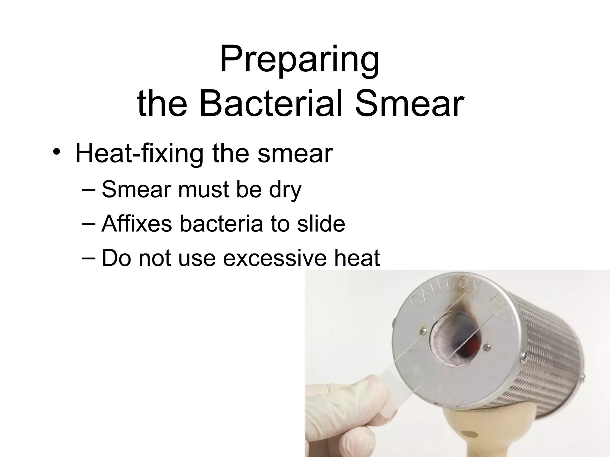 Preparing  the Bacterial Smear   Heat-fixing the smear Smear must be dry Affixes bacteria to slide Do not use excessive heat 