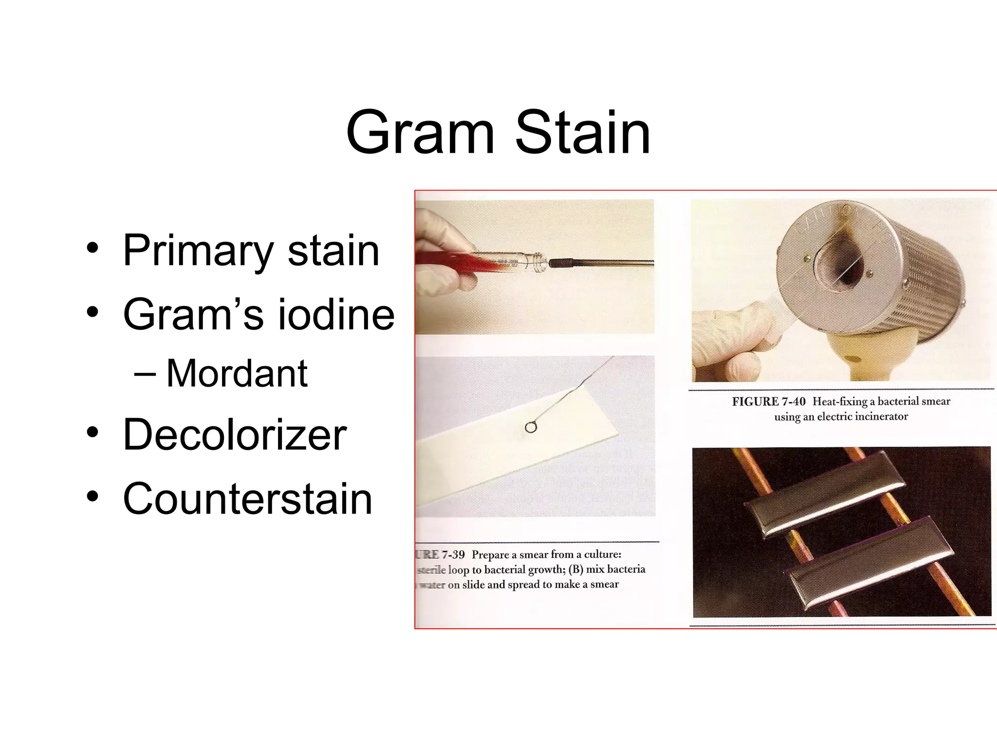 Gram Stain Primary stain Gram’s iodine Mordant Decolorizer Counterstain 