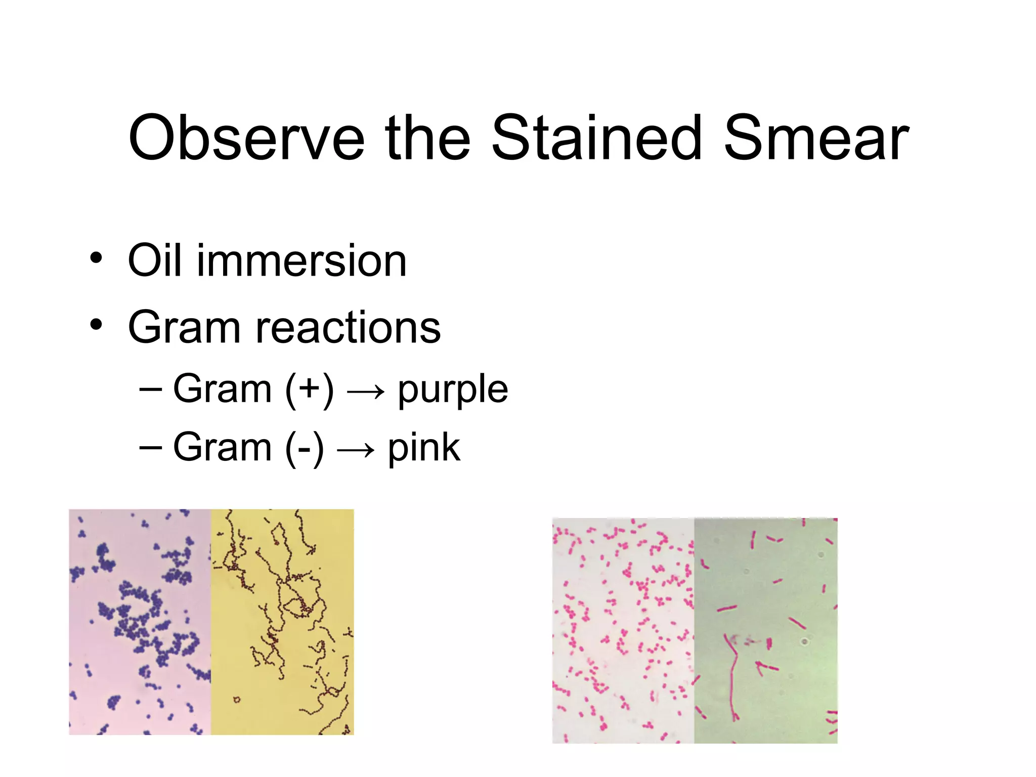 Observe the Stained Smear Oil immersion Gram reactions Gram (+)  ->  purple Gram (-)  ->  pink 