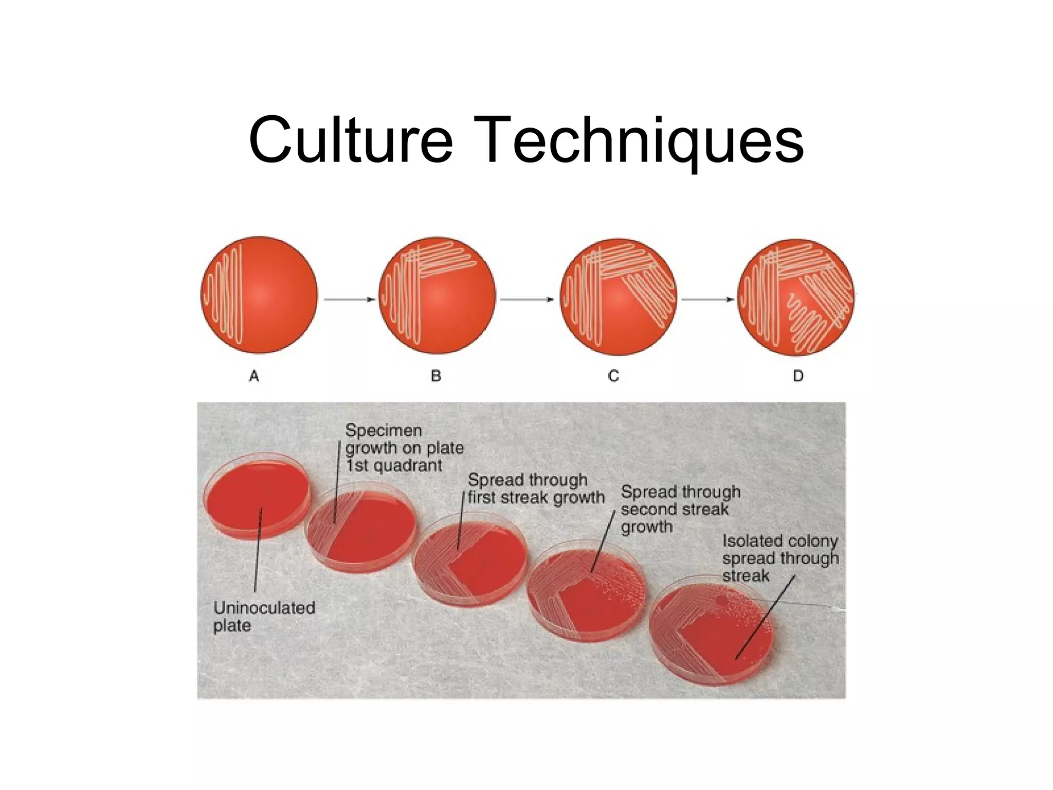 Culture Techniques 