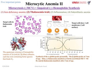 Microcytic Anemia II
Microcytosis (↓MCV) = Impaired (↓) Hemoglobin Synthesis
Abdul-Kader Souid9/26/2018
(1) Iron deficiency anemia; (2) Thalassemia trait; (3) Inflammation; (4) Sideroblastic anemia
Target cells in
thalassemia
trait
The quaternary structure of hemoglobin
consists of 2α (red) & 2β (blue) subunits,
each has iron-containing heme (green)
that binds O2.
Five important points
Synthesis of the a globin peaks prenatally. The b globin peaks at 3 mo
of age. Thus, a-thalassemia manifests at birth (cord blood MCV <94
fL) and b-thalassemia manifests after 3 mo of age.
Target cells have ↑cell
membrane (↑cell
surface)
 