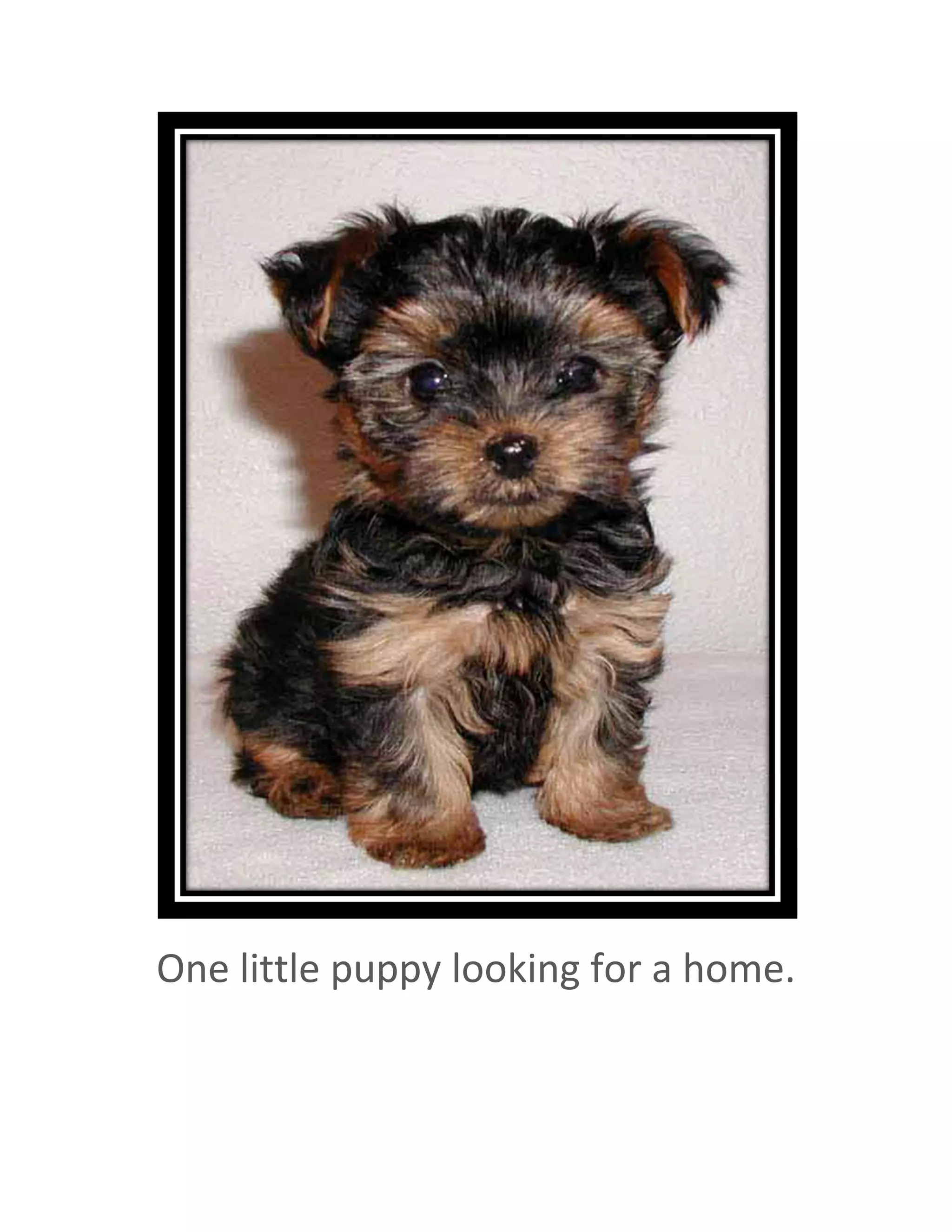  
One little puppy looking for a home. 
 