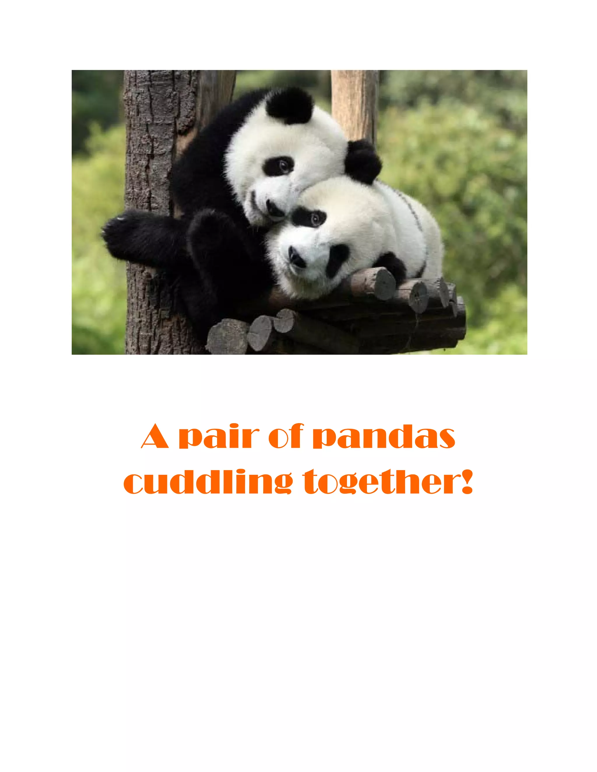  
 
 
A pair of pandas
cuddling together!
 