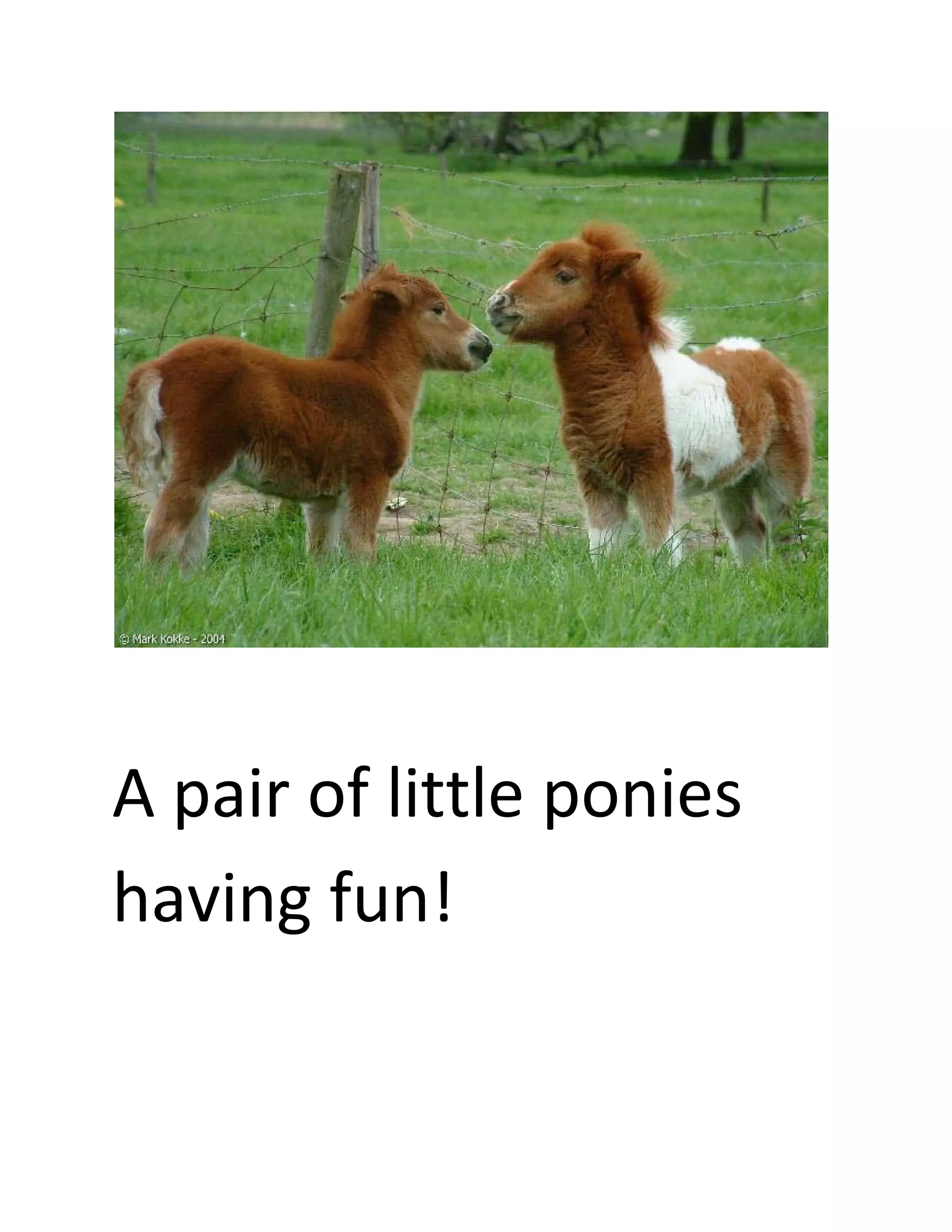  
 
 
A pair of little ponies 
having fun! 
 