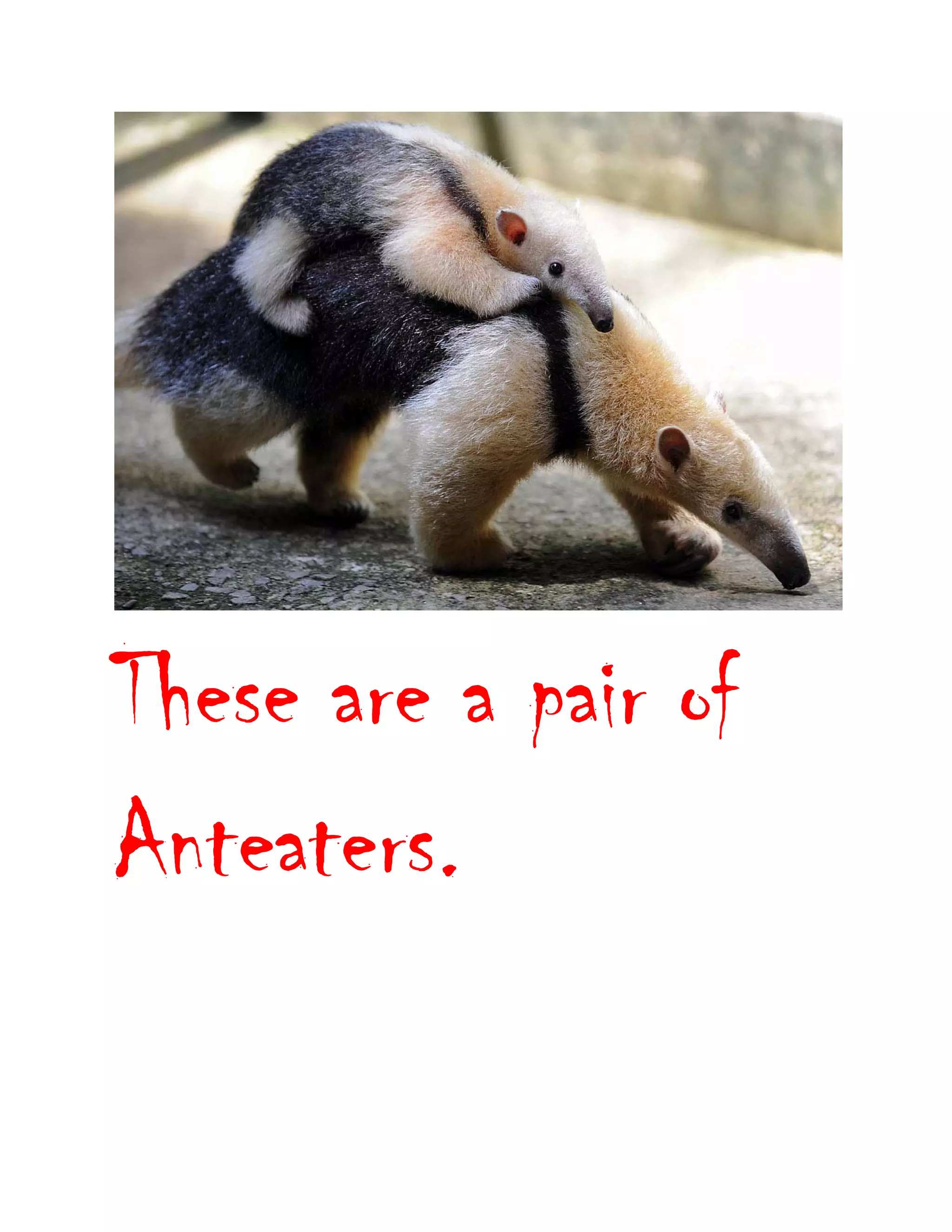  
These are a pair of
Anteaters.
 
 
 