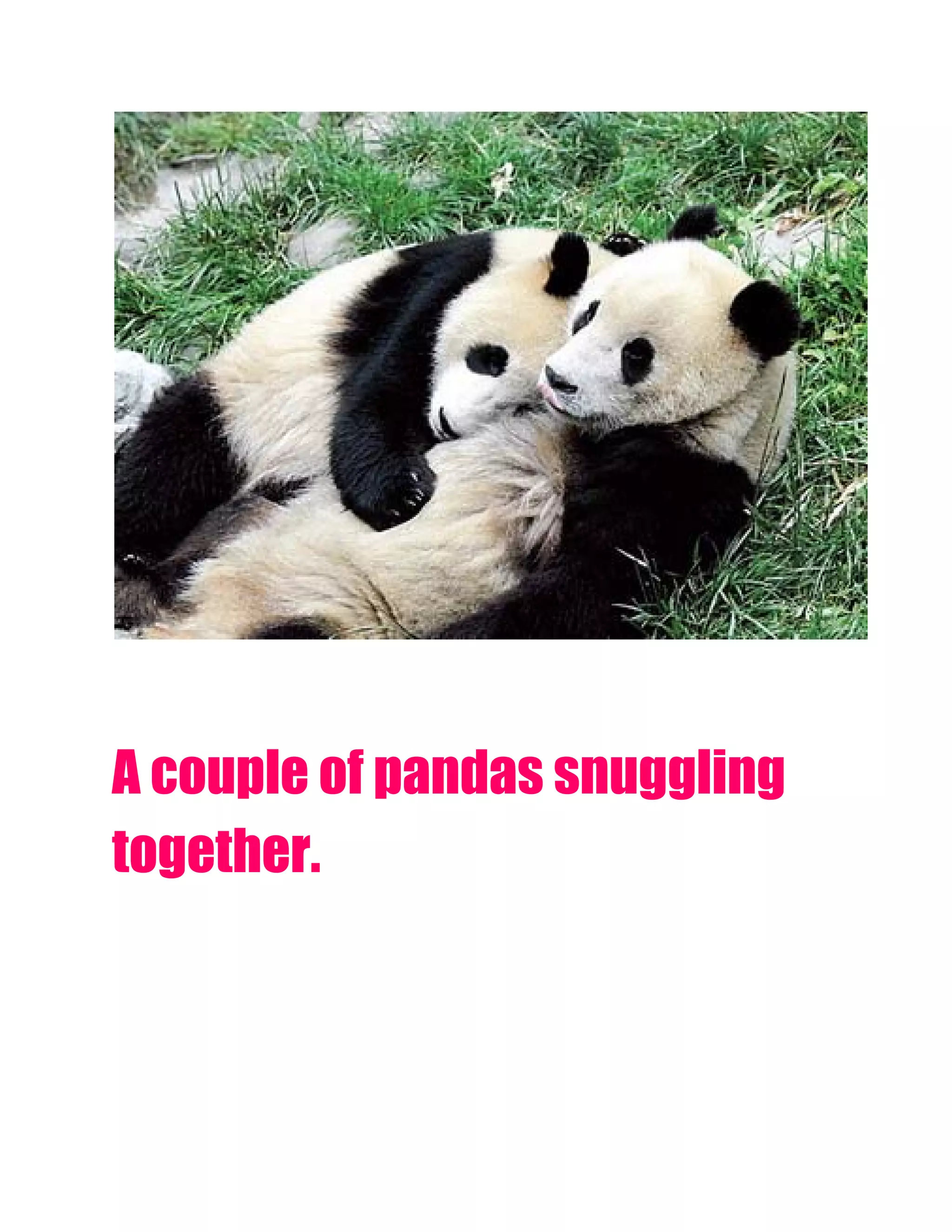  
 
 
A couple of pandas snuggling
together.
 