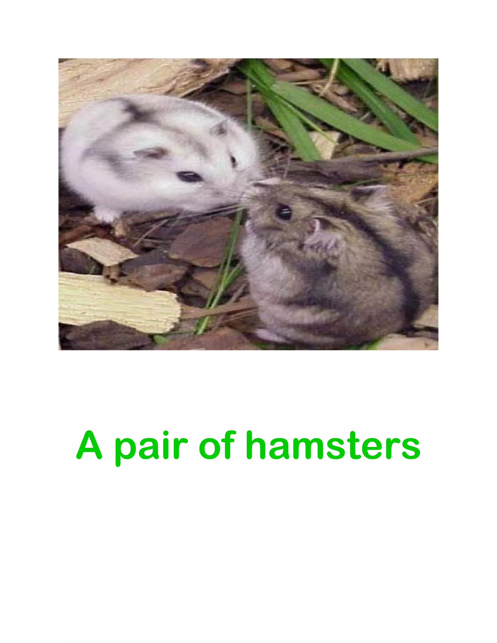  
 
 
 
A pair of hamsters
 