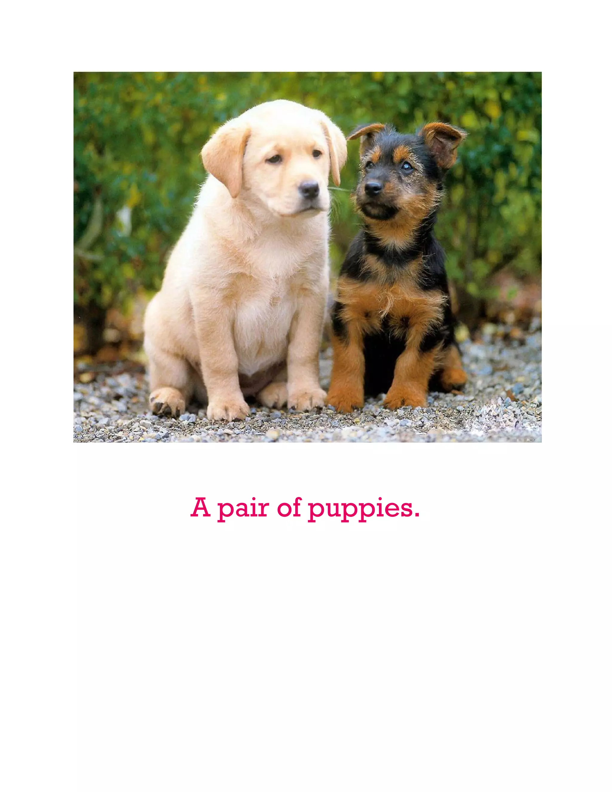 A pair of puppies.
 