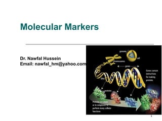 Molecular Markers
Dr. Nawfal Hussein
Email: nawfal_hm@yahoo.com
1
 