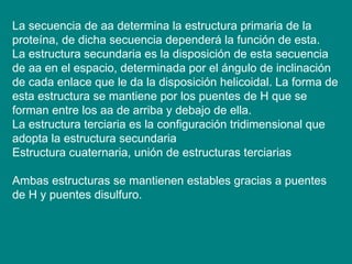 La secuencia de aa determina la estructura primaria de la proteína, de dicha secuencia dependerá la función de esta.  La estructura secundaria es la disposición de esta secuencia de aa en el espacio, determinada por el ángulo de inclinación de cada enlace que le da la disposición helicoidal. La forma de esta estructura se mantiene por los puentes de H que se forman entre los aa de arriba y debajo de ella. La estructura terciaria es la configuración tridimensional que adopta la estructura secundaria Estructura cuaternaria, unión de estructuras terciarias Ambas estructuras se mantienen estables gracias a puentes de H y puentes disulfuro. 