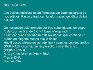 NUCLEÓTIDOS Los ácidos nucleicos están formados por cadenas largas de nucleótidos. Pasan y traducen la información genética de las células. Un nucleótido está formado por tres subunidades: un grupo fosfato, un azúcar de 5 C y 1 base nitrogenada. El azúcar puede ser ribosa o desoxiribosa, que contiene un átomo de oxígeno menos que la ribosa. Hay 5 bases nitrogenadas, adenina y guanina, con dos anillos (PURINAS); citosina, timina y uracilo, con anillo único (PIRIMIDINAS) A, G y C están en el DNA Y RNA T en el DNA U en el RNA 