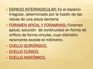 anatomia y MORFOLOGIA DENTARIA de los dientes permanentes | PDF