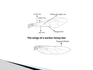 3 MORPHOLOGY AND ANATOMY OF HONEY BEE (1).pptx