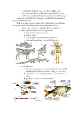 > การเคลื่อนที่ คืออะไร มีประโยชน์ต่อการดารงชีวิตของสิ่งมีชีวิต อย่างไร
> เราสามารถแยกสิ่งมีชีวิตออกจากกันโดยอาศัยการเคลื่อนที่ได้หรือไม่ อย่างไร
> การศึกษาการเคลื่อนที่ของสิ่งมีชีวิตมีประโยชน์อย่างไรต่อการดารงชีวิตของมนุษย์
ครูเริ่มเปิดอภิปรายโดยให้นักเรียนร่วมกันแสดงความคิดเห็นว่าสิ่งมีชีวิตแต่ละชนิดมีการ
เคลื่อนแตกต่างกันหรือไม่ อย่างไร
นักเรียนสามารถตั้งคาถามที่อยากรู้เพิ่มเติม หลังจากได้ร่วมกันอภิปรายในห้องเรียนแล้ว
เช่น การศึกษาการเคลื่อนที่ของสิ่งมีชีวิตมีผลต่อการดารงชีวิตของมนุษย์อย่างไรบ้าง
ขั้นสอน : ครูอธิบายเนื้อหา “การเคลื่อนที่ของสัตว์มีกระดูกสันหลัง” ว่า
> สัตว์มีกระดูกสันหลังทุกชนิดมีระบบโครงกระดูก ทาหน้าที่
 โครงร่างแข็งช่วยค้าจุนร่างกายให้คงรูป
 ช่วยในการเคลื่อน
o ยกลาตัวให้สูงขึ้นไม่สัมผัสกับผิวดินเพื่อลดแรงเสียดทาน
o มีลักษณะเป็นท่อนๆเพื่อสะดวกในการเคลื่อนที่ทิศทางต่างๆ
> การเคลื่อนที่ของปลา
 ลาตัวจะมีลักษณะโค้งไปมา เพราะกล้ามเนื้อลาตัวที่ยึดติดอยู่กับกระดูกสัน
หลังหดตัวแต่ละส่วนไม่พร้อมกัน เริ่มทยอยจากด้านหัวไปหาง (ครีบหาง)
 เคลื่อนที่ในน้าได้ 3 มิติ = หน้า-หลัง ,ซ้าย-ขวา และ ขึ้น-ลง (ครีบหลัง อก
สะโพก)
 รูปร่างเพรียว ผิวเรียบลื่น(เมือก) ลดแรงเสียดทาน
 