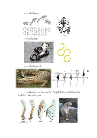 > การเคลื่อนที่ของกบ
> การเคลื่อนที่ของงู
> การเคลื่อนที่ของจระเข้
> การเคลื่อนที่ของวาฬ, โลมา, เพนกวิน : มีขาคู่หน้าที่เปลี่ยนแปลงไปมีลักษณะเป็น
พาย ที่เรียกว่า ฟลิบเปอร์ (flipper)
 