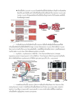 กล้ามเนื้อเรียบ (smooth muscle) ในเซลล์กล้ามเนื้อเรียบไม่เห็นลาย ถึงแม้ว่าภายในเซลล์จะ
มีแอกทิน และ ไมโอซิน แต่การเรียงตัวไม่เป็นระเบียบเหมือนอย่างใน skeletal muscle และ
Cardiac muscle ลักษณะเซลล์ของกล้ามเนื้อเรียบเป็นรูปกระสวย หัวท้ายแหลม และมีหนึ่ง
นิวเคลียสอยู่กลางเซลล์
> การเรียงตัวประกอบกันเป็นมัดกล้ามเนื้อ skeleton มีเยื่อเกี่ยวพันหุ้มเป็นขั้นตอนและทั้งมัด
กล้ามเนื้อจะติดต่อกับเอ็นซึ่งไปยึดติดกับกระดูก: tendon โดยskeleton muscle เกิดจากมัดของ muscle
fiber (cell) มารวมกัน ซึ่งmuscle fiberแต่ละอันคือ 1 เซลล์ที่มีหลายนิวเคลียส (หลาย ๆ เซลล์ในระยะแรก
รวมกัน) แต่ละ muscle fiber เกิดจากมัดของmyofibrils มารวมกัน
> myofibrils : myofilaments 2 ชนิด คือ 1. Thin filamentเกิดจากactin 2 สายและ
regulatory protein (tropomyosin) 1 สาย มาพันกัน 2. Thick filament เกิดจากmyosinมารวมกันเป็น
มัด (การจัดเรียงตัวของ myofilaments ทาให้เกิด light-dark band ซ้าๆ กัน = sarcomere)
> การหดตัวของกล้ามเนื้อ skeleton เกิดจากการเลื่อนเข้ามาซ้อนกันของ thin filament เรียก
sliding-filament model การหดตัวของกล้ามเนื้อเกิดโดยความกว้างของ sarcomere ลดลง, ระยะทาง
ระหว่าง Z line สั้นลง, A band คงที่, I band แคบเข้า, H zone หายไป พลังงานที่ใช้ในการหดตัวของ
กล้ามเนื้อหลักๆ อยู่ในรูปของ creatine phosphate
 