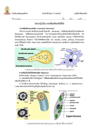 โรงเรียนเตรียมอุดมศึกษา รายวิชาชีววิทยา 5 (ว30245) ครูวิชัย ลิขิตพรรักษ์
ชื่อ-นามสกุล.................................................................................................ชั้น............ห้อง............เลขที่............
ใบความรู้ เรื่อง การเคลื่อนที่ของสิ่งมีชีวิต
ภาพแสดงการเคลื่อนที่ของอะมีบาโดยอาศัยโครงสร้างขาเทียม (pseudopodium)
ภาพแสดงโครงสร้างของเฟกเจลลัม (flagellum) ที่ยูกลีนาใช้ในการเคลื่อนที่
 
