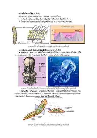 ภาพแสดงโครงสร้างของซิเลีย (cilia) ที่พารามีเซียมใช้ในการเคลื่อนที่
ภาพแสดงโครงสร้างกล้ามเนื้อบริเวณขอบกระดิ่งและผนังลาตัวที่แมงกะพรุนใช้ในการเคลื่อนที่
ภาพแสดงโครงสร้างกล้ามเนื้อและซิเลียที่พลานาเลียใช้ในการเคลื่อนที่
 