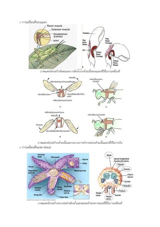 > การเคลื่อนที่ของแมลง
ภาพแสดงโครงสร้างข้อต่อและการจัดระบบกล้ามเนื้อของแมลงที่ใช้ในการเคลื่อนที่
ภาพแสดงโครงสร้างกล้ามเนื้อและกระบวนการทางานของกล้ามเนื้อแมลงที่ใช้ในการบิน
> การเคลื่อนที่ของดาวทะเล
ภาพแสดงโครงสร้างระบบท่อลาเลียงน้าและหลอดเท้าของดาวทะเลที่ใช้ในการเคลื่อนที่
 