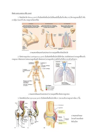 ข้อต่อ (articulation หรือ Joint)
1. ข้อต่อไฟบรัส (fibrous joint) เป็นข้อต่อที่เคลื่อนไหวไม่ได้และมีเนื้อเยื่อเกี่ยวพันบางๆ ยึดกระดูกสองชิ้นไว้ หรือ
อาจหุ้มภายนอกไว้ เช่น กระดูกกะโหลกศรีษะ
ภาพแสดงชนิดและตาแหน่งของร่างกายมนุษย์ที่พบข้อต่อไฟบรัส
2. ข้อต่อกระดูกอ่อน (cartilagenous joint) เป็นข้อต่อที่เคลื่อนไหวได้เล็กน้อย เช่นข้อต่อระหว่างกระดูกซี่โครงกับ
กระดูกอก ข้อต่อระหว่างท่อนกระดูกสันหลัง ข้อต่อระหว่างกระดูกเชิงกรานซีกซ้ายกับซีกขวาทางด้านหัวหน่าว
ภาพแสดงชนิดและตาแหน่งของร่างกายมนุษย์ที่พบข้อต่อกระดูกอ่อน
3. ข้อต่อซิลโนเวียล (sylnovial joint) เป็นข้อต่อที่เคลื่อนไหวได้มาก ประกอบด้วยกระดูกอย่างน้อย 2 ชิ้น
ภาพแสดงลักษณะ
โครงสร้างของข้อต่อ
ซิลโนเวียล
 