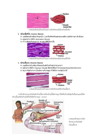 ภาพแสดงลักษณะโครงสร้างและการเรียงตัวของเส้นใยกล้ามเนื้อเรียบ
ภาพแสดงลักษณะโครงสร้างและการเรียงตัวของเส้นใยกล้ามเนื้อหัวใจ
ภาพแสดงลักษณะโครงสร้างและการเรียงตัวของเส้นใยกล้ามเนื้อลาย
การเรียงตัวประกอบกันเป็นมัดกล้ามเนื้อลายหรือกล้ามเนื้อติดกระดูก ซึ่งมีเยื่อเกี่ยวพันหุ้มเป็นขั้นตอนและทั้งมัด
กล้ามเนื้อจะติดต่อกับเอ็นซึ่งไปยึดติดกับกระดูก : tendon
ภาพแสดงลักษณะการเรียง
ตัวประกอบกันเป็นมัด
กล้ามเนื้อลาย
 