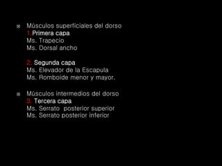  Músculos superficiales del dorso
1.Primera capa
Ms. Trapecio
Ms. Dorsal ancho
2. Segunda capa
Ms. Elevador de la Escapula
Ms. Romboide menor y mayor.
 Músculos intermedios del dorso
3. Tercera capa
Ms. Serrato posterior superior
Ms. Serrato posterior inferior
 