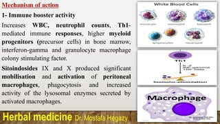 Herbal medicine Dr. Mostafa Hegazy
Mechanism of action
1- Immune booster activity
Increases WBC, neutrophil counts, Th1-
mediated immune responses, higher myeloid
progenitors (precursor cells) in bone marrow,
interferon-gamma and granulocyte macrophage
colony stimulating factor.
Sitoindosides IX and X produced significant
mobilisation and activation of peritoneal
macrophages, phagocytosis and increased
activity of the lysosomal enzymes secreted by
activated macrophages.
 