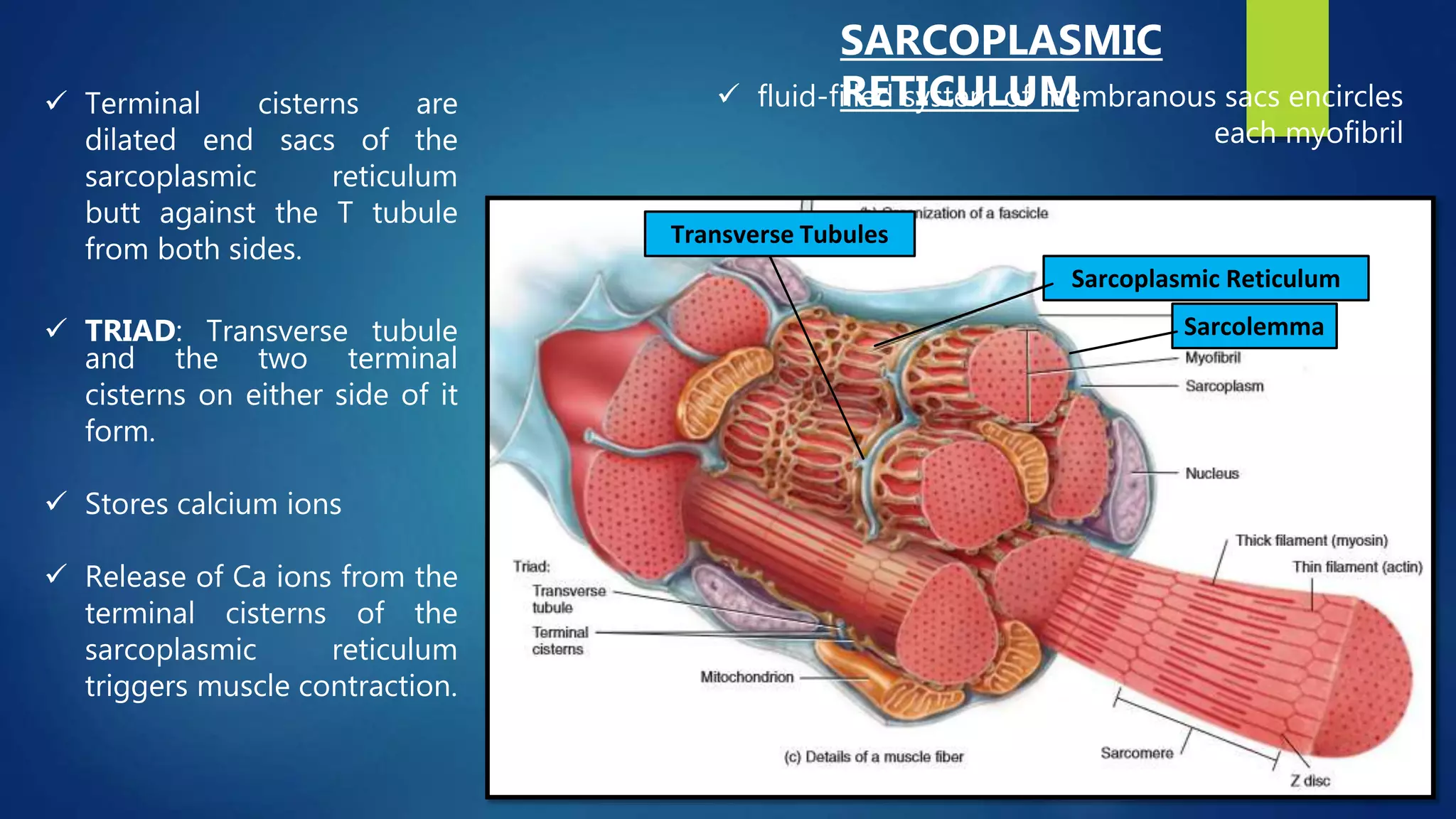  Terminal cisterns are
dilated end sacs of the
sarcoplasmic reticulum
butt against the T tubule
from both sides.
 TRIAD: Transverse tubule
and the two terminal
cisterns on either side of it
form.
 Stores calcium ions
 Release of Ca ions from the
terminal cisterns of the
sarcoplasmic reticulum
triggers muscle contraction.
Sarcolemma
Sarcoplasmic Reticulum
Transverse Tubules
 fluid-filled system of membranous sacs encircles
each myofibril
SARCOPLASMIC
RETICULUM
 